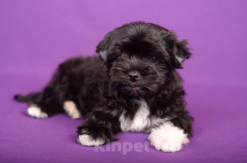 Собаки в Нижнем Новгороде: Мальчик цветного йорка Мальчик, 25 000 руб. - фото 3