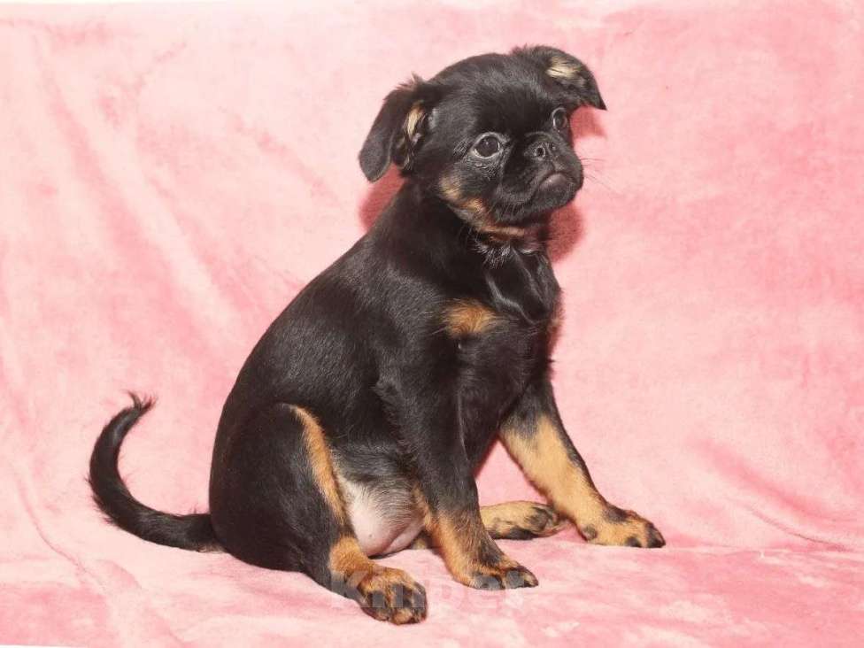 Собаки в Санкт-Петербурге: Маленькая принцесса Девочка, 80 000 руб. - фото 5