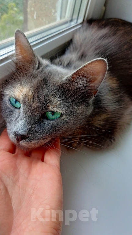 Кошки в Королеве: котенок Серафима в добрые руки Девочка, Бесплатно - фото 3