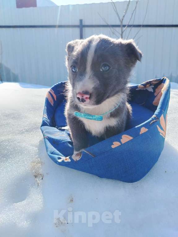 Собаки в Подольске: Щенок 1,5-2 месяца в добрые руки Мальчик, Бесплатно - фото 4