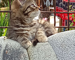 Кошки в Михайловске: Котята, в добрые руки  Девочка, Бесплатно - фото 3