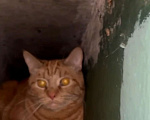 Кошки в Москве: Рыжик в подъезде Мальчик, 999 руб. - фото 3