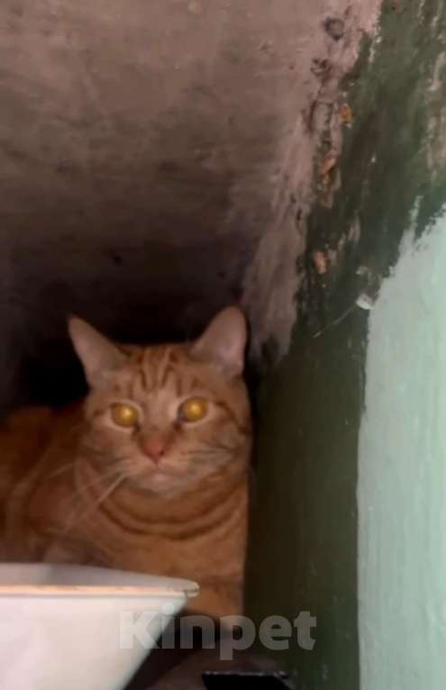 Кошки в Москве: Рыжик в подъезде Мальчик, 999 руб. - фото 3