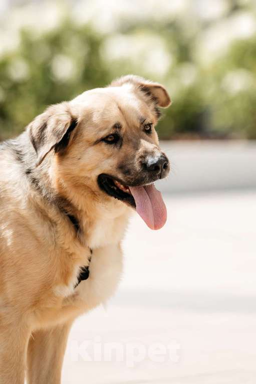 Собаки в Москве:  Дынька — это доброта, ставшая собакой! Мальчик, Бесплатно - фото 4