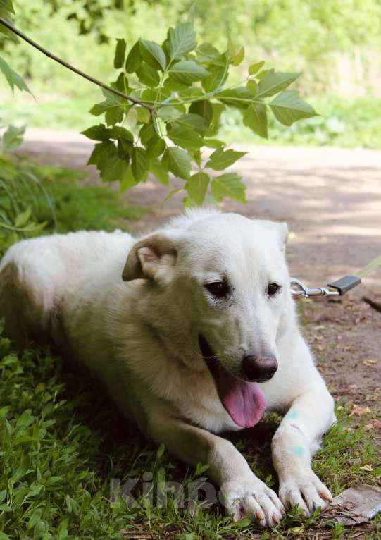 Собаки в Балашихе: Интеллигентный Айк ищет дом Мальчик, Бесплатно - фото 6