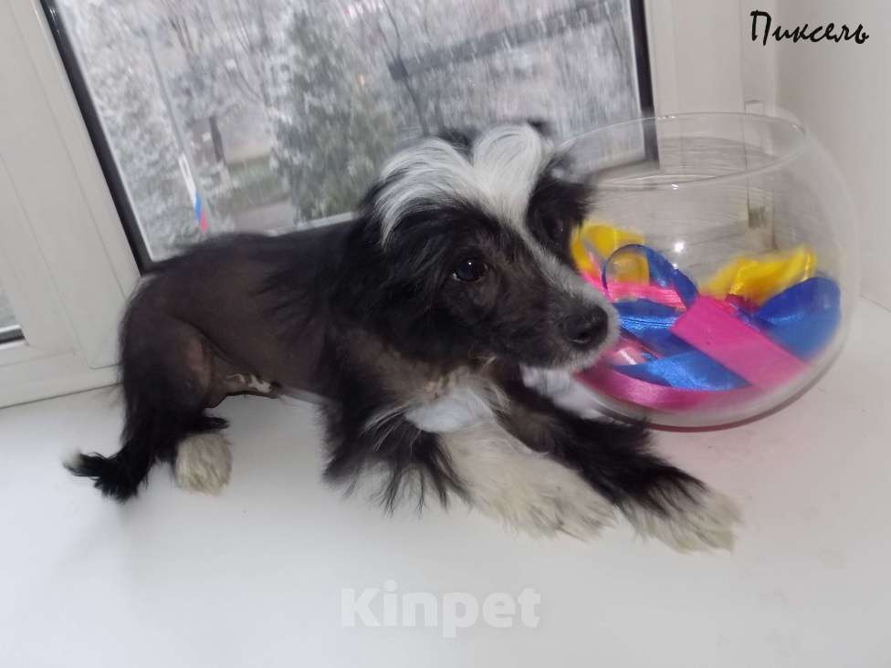 Собаки в Москве: Китайская хохлатая собака Мальчик, 35 000 руб. - фото 5