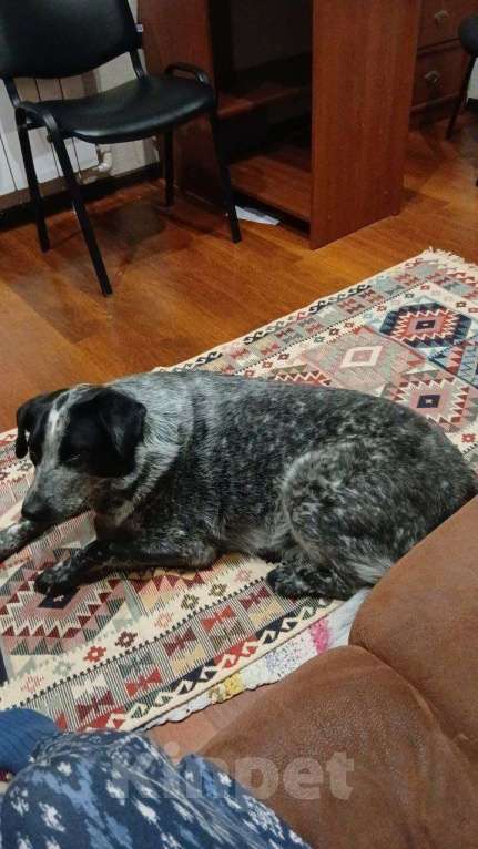 Собаки в Ульяновске: Потерялась собака Ульяновск север Девочка, Бесплатно - фото 1