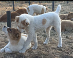 Собаки в Смоленске: Туркменские Щенки САО (алабай) Девочка, 30 000 руб. - фото 1
