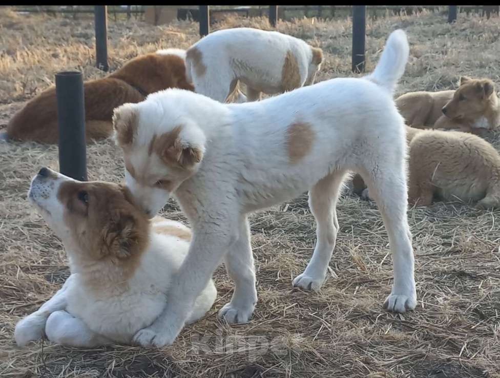 Собаки в Смоленске: Туркменские Щенки САО (алабай) Девочка, 30 000 руб. - фото 1