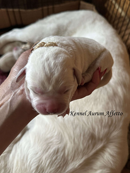 Щенки лабрадора