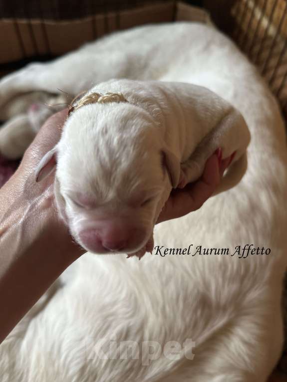 Собаки в Москве: Щенки лабрадора Девочка, 120 000 руб. - фото 1