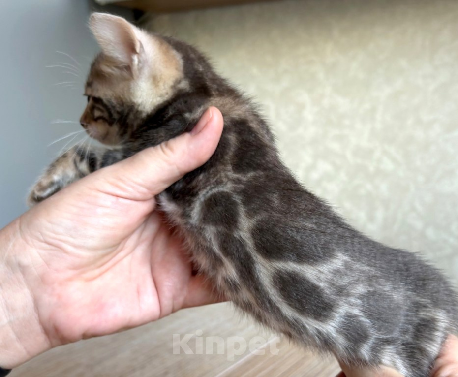 Кошки в Москве: Клубные бенгальские котята - голубая девочка Девочка, 50 000 руб. - фото 1