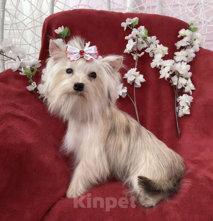 Собаки в Москве: Мини йорк девочка золотая подрощенная Девочка, 80 000 руб. - фото 8