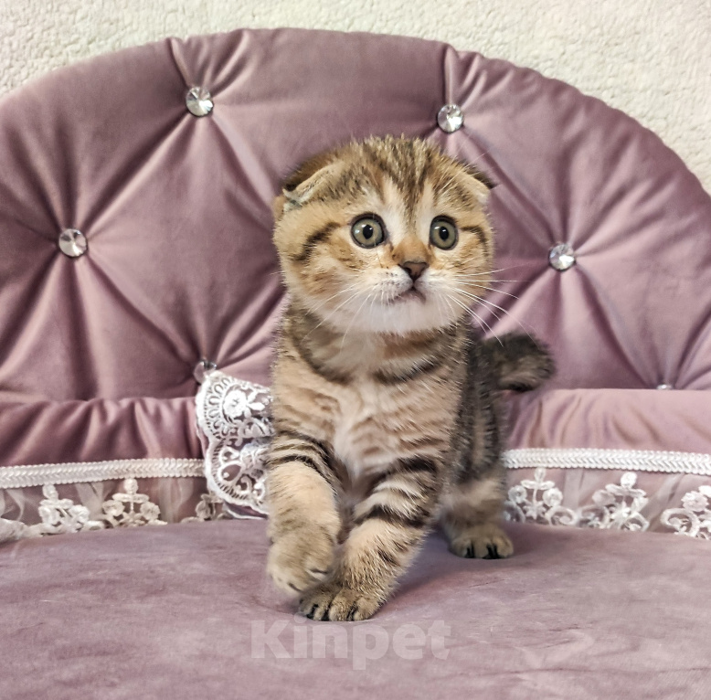 Кошки в Калуге: Шотландский вислоухий котенок Мальчик, 49 000 руб. - фото 10
