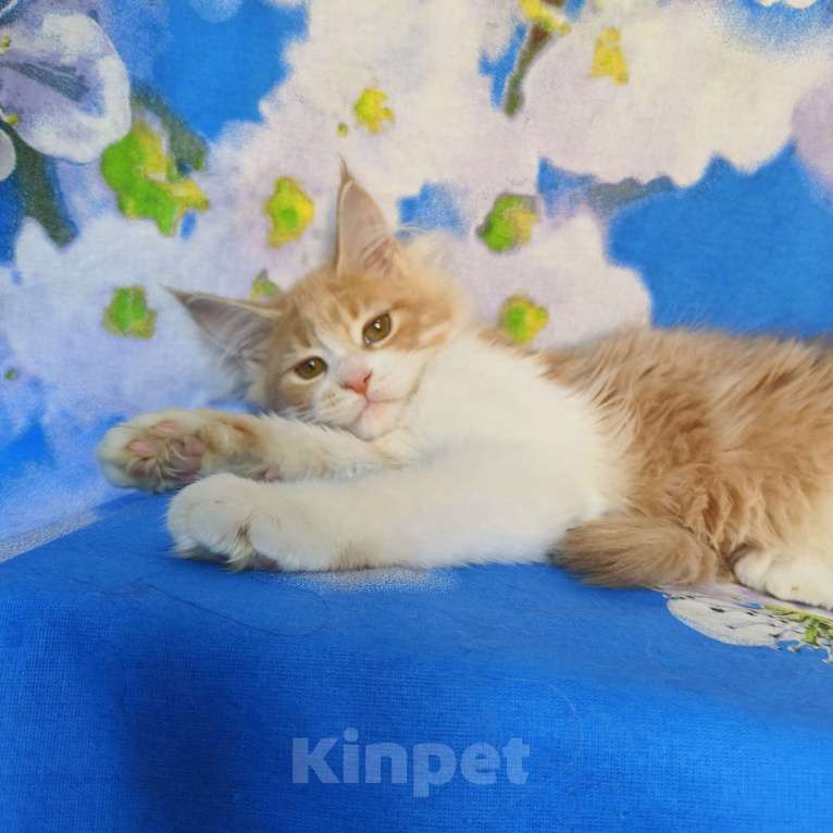 Кошки в Москве: Котёнок Мейн Кун Девочка Девочка, 60 000 руб. - фото 4