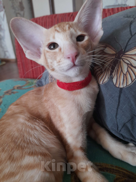 Кошки в Томске: Ориентальные котята Девочка, 50 000 руб. - фото 2