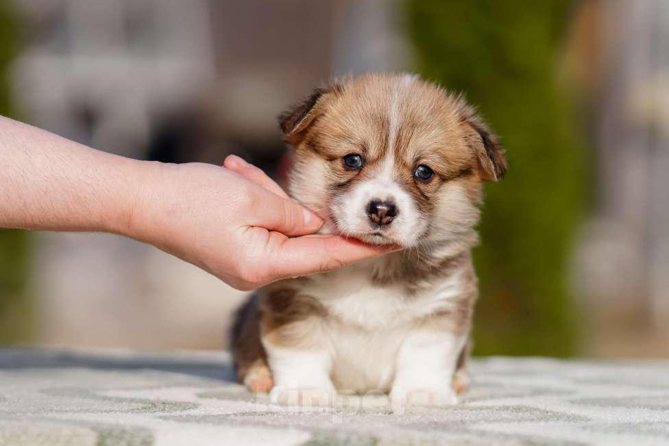 Собаки в Санкт-Петербурге: Щенки Вельш Корги Пемброк Мальчик, 60 000 руб. - фото 2