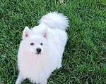 Собаки в Сочи: Белоснежный щенок японского шпица Мальчик, 30 000 руб. - фото 10