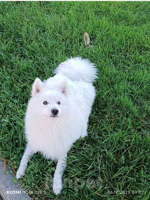 Собаки в Сочи: Белоснежный щенок японского шпица Мальчик, 30 000 руб. - фото 10