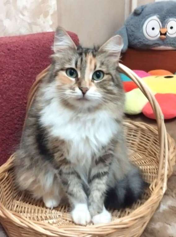 Кошки в Москве: Трехцветная пушистая Шаня, кошечка в добрые руки.   Девочка, Бесплатно - фото 3