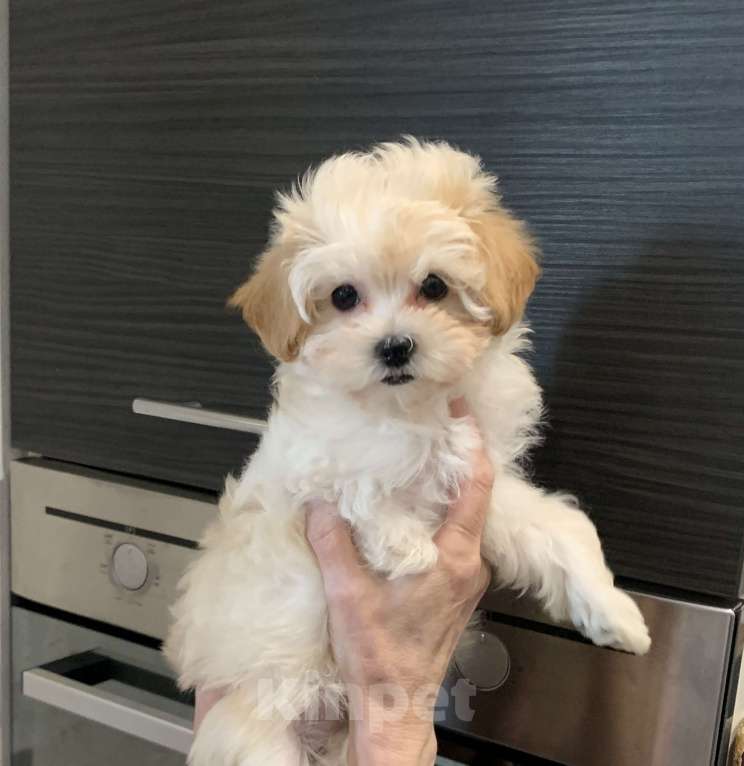 Собаки в Санкт-Петербурге: Мальтипу Ф1 мини мальчик Мальчик, 100 000 руб. - фото 2