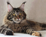 Кошки в Тюмени: Великолепные котята породы мейн кун, 1 руб. - фото 2