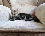 Кошки в Собинке: Бридовая кошка Мейн-кун из питомника, 35 000 руб. - фото 2