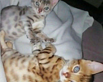 Кошки в Называевске: Бенгальские подарочки. 3 месяца., 15 000 руб. - фото 1