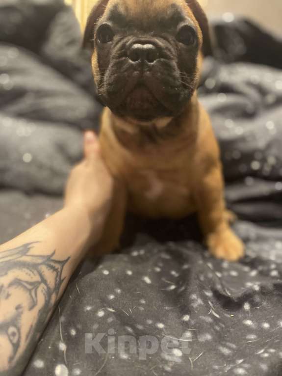 Собаки в Нижнем Новгороде: Щенок французский бульдог  Мальчик, 30 000 руб. - фото 4