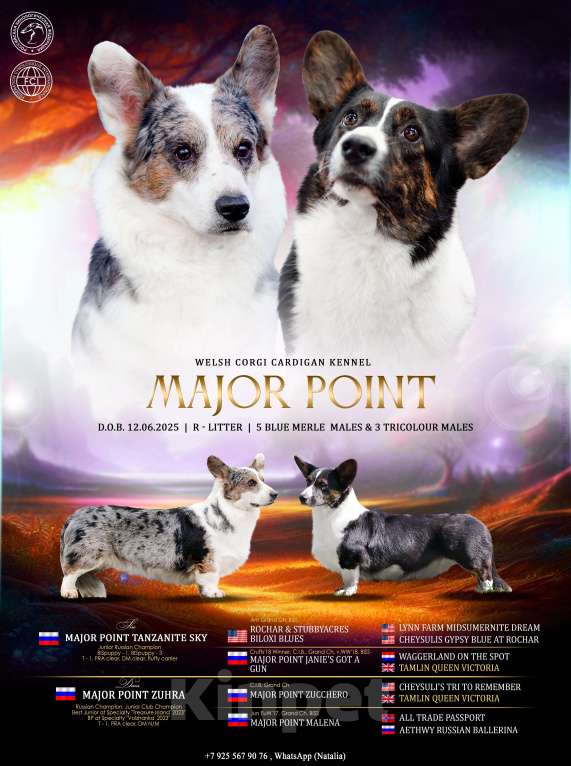 Собаки в Москве: Вельш корги кардиган мрамор Мальчик, 110 000 руб. - фото 5