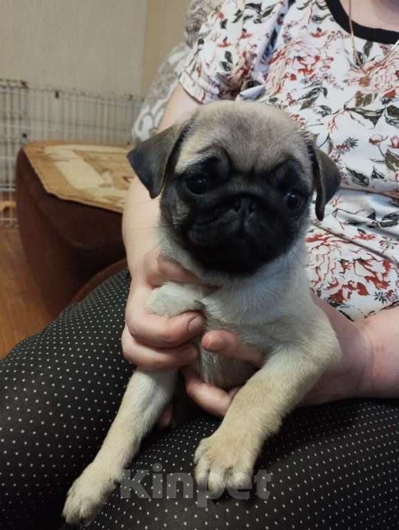 Собаки в Ярославле: Девочка мопса Девочка, 25 000 руб. - фото 2