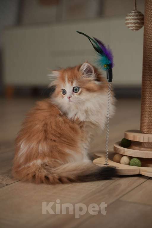 Кошки в Москве: КВИННИ ПУХ - королева породы  Девочка, 300 000 руб. - фото 7