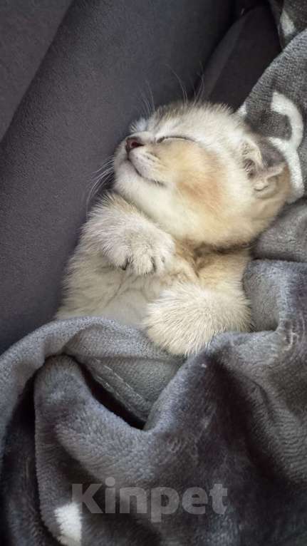 Кошки в Тамбове: британская шиншилла мальчик Мальчик, 15 000 руб. - фото 6