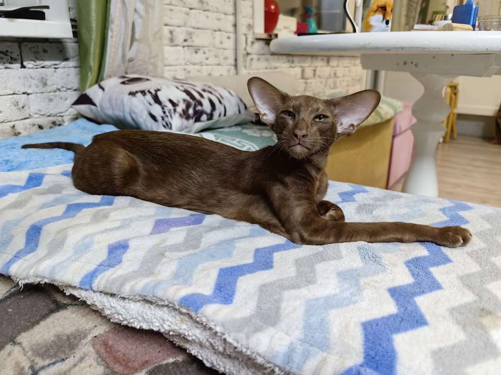 Кошки в Екатеринбурге: Цинамоновая девочка Девочка, 100 000 руб. - фото 6