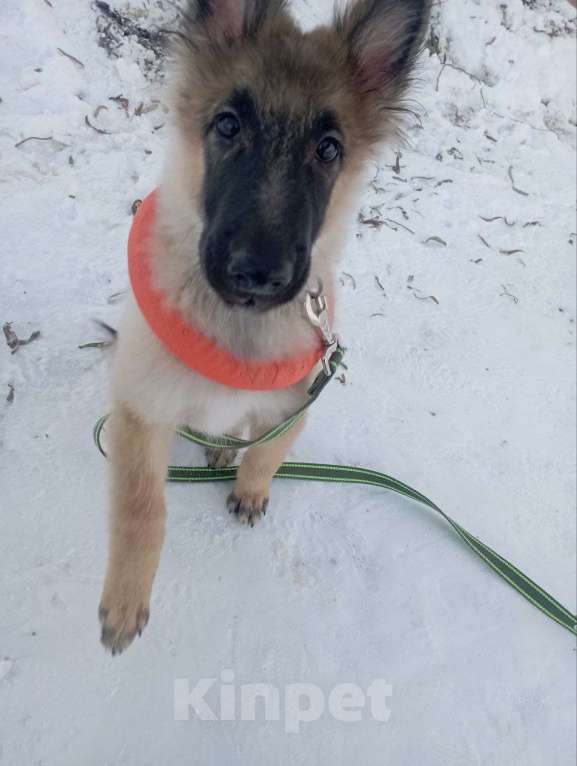 Собаки в Ростове-на-Дону: Потерялся щенок  Мальчик, 1 000 руб. - фото 1