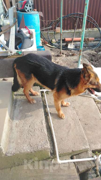 Собаки в Казани: Немецкая овчарка Мальчик, Бесплатно - фото 1