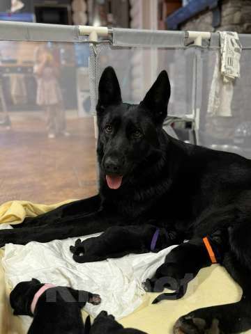 Собаки в Великом Новгороде: Щенки (Немецкая овчарка) Девочка, 40 000 руб. - фото 8