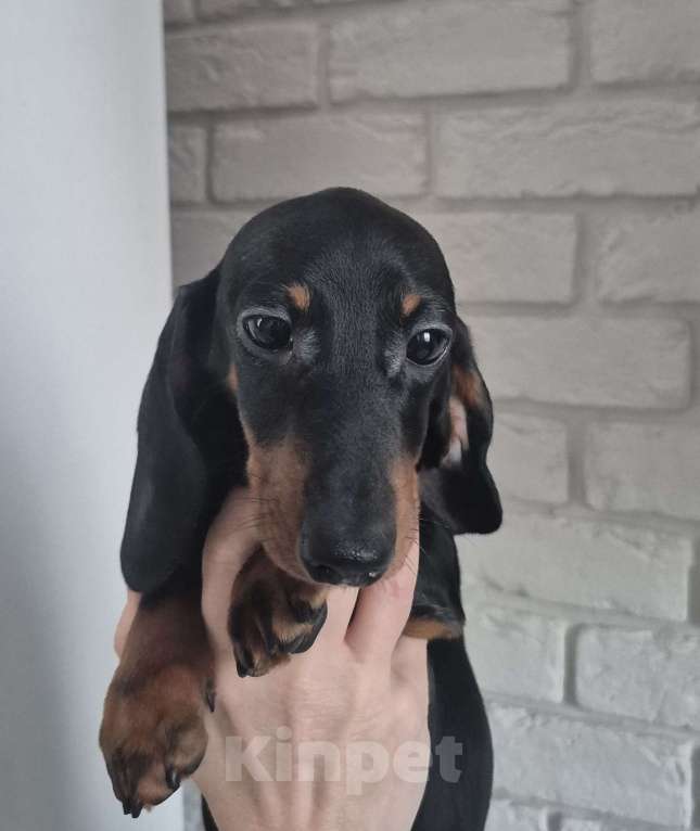 Собаки в Санкт-Петербурге: Щенок таксы кроличьей гладкошерстной Девочка, Бесплатно - фото 1