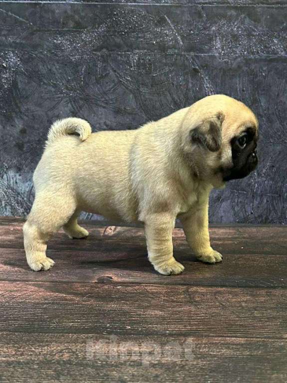 Собаки в Старом Осколе: Мопсы девочки Девочка, 45 000 руб. - фото 2