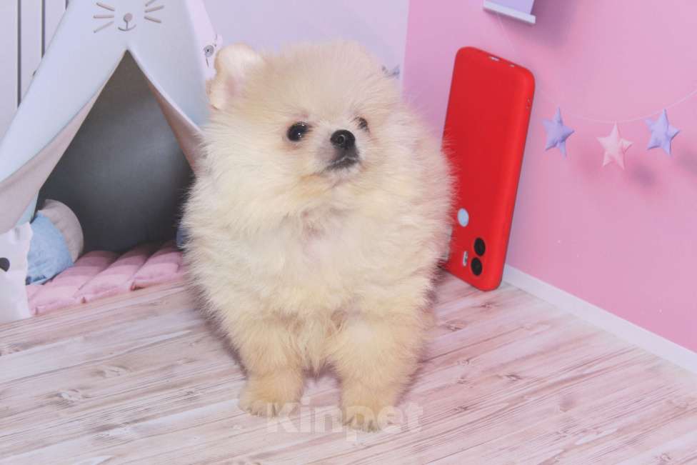 Собаки в Москве: Вязка кремовый померанский шпиц Мальчик, 2 500 руб. - фото 5