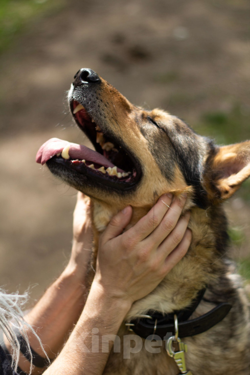 Собаки в Москве: Маркиз Мальчик, Бесплатно - фото 1