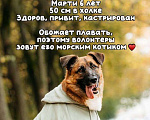 Собаки в Москве: Марти Мальчик, Бесплатно - фото 6