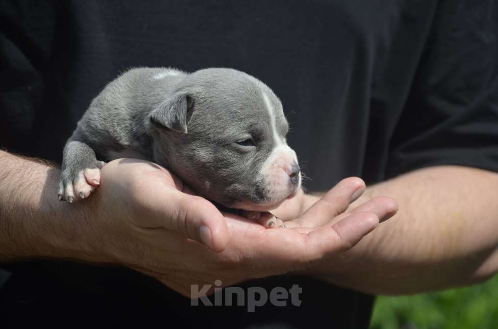 Собаки в Сургуте: американский булли покет  Мальчик, 100 000 руб. - фото 3