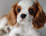 Собаки в других городах Московской области: Мальчик кавалер Кинг Чарльз спаниель Мальчик, 70 000 руб. - фото 2