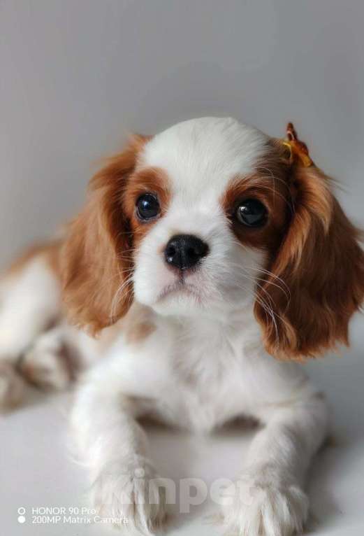 Собаки в других городах Московской области: Мальчик кавалер Кинг Чарльз спаниель Мальчик, 70 000 руб. - фото 2