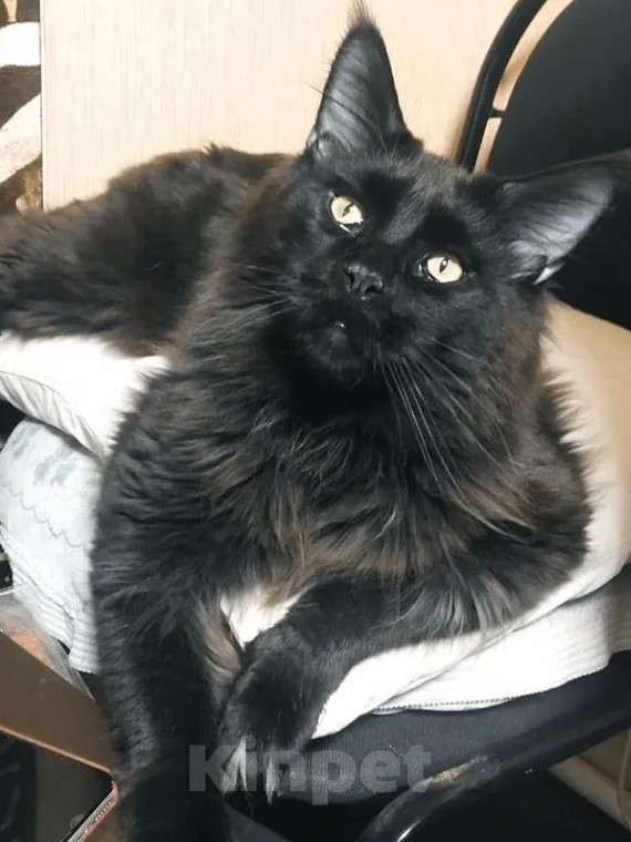 Кошки в Москве: Мейн-Кун мальчик Мальчик, Бесплатно - фото 2