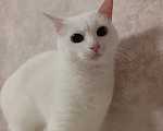 Кошки в Москве: Кошечка в добрые руки Девочка, Бесплатно - фото 3