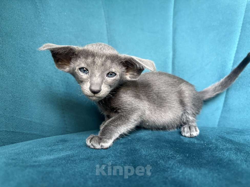 Кошки в Челябинске: Ориентальная кошечка Девочка, 100 000 руб. - фото 3