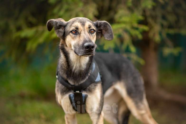 Собаки в Москве: Афродита Девочка, Бесплатно - фото 3