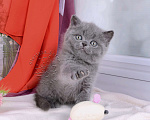 Кошки в Мурином: Британский котик голубого окраса (ген.тиккирован) Мальчик, 35 000 руб. - фото 5